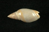 藏品(乳彈頭榧螺)的圖片